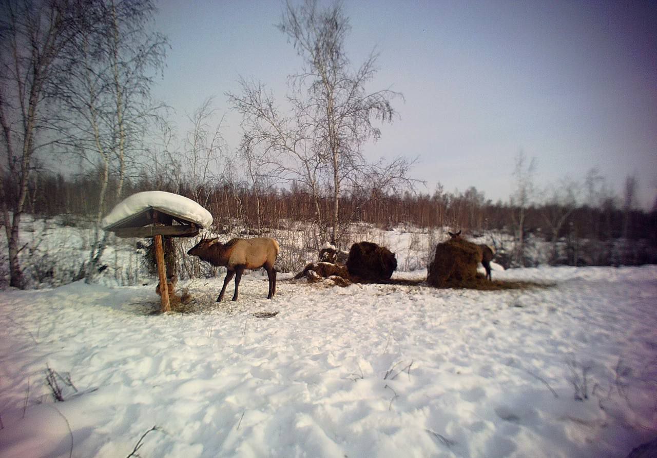 В Амге будут увеличивать численность изюбря    В Амгинском улусе будет создана новая охраняемая территория. Основное внимание инспекторы будут уделять охране копытных. В первую очередь, изюбря, численность которого в улусе стабильно растет.    Для создания новой охраняемой территории будут объединены участки  «Кюлюпча» и «Морхой» в границах общедоступных охотничьих угодий. Министр экологии Якутии Евгений Перфильев вместе с рабочей группой посетил Амгинский улус.    В пределах новой территории будет полностью запрещена охота, хозяйственная деятельность и промышленное освоение недр. В дальнейшем мероприятия позволят улучшит условия обитания диких копытных животных и приумножить их количество.    Работы по изучению участка будут продолжены до октября 2025 года. В исследованиях примут участие сотрудники Института биологических проблем криолитозоны СО РАН, включая орнитологов, ихтиологов, ботаников и энтомологов. Планируется, что новая территория будет создана официально к гонцу года.         Новости   Yakutsk News