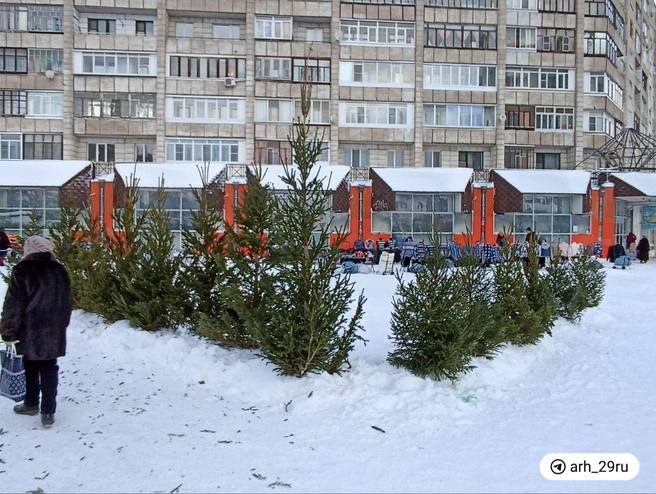 Рядом с торговыми павильонами у «Диеты» выставили живые елки    Они стоят от 1500 до 5000 рублей. Отдельные ветки — 150 рублей. Веточки пихты — 150-200 рублей.  Как считаете, дорого?   — хорошая цена   — да