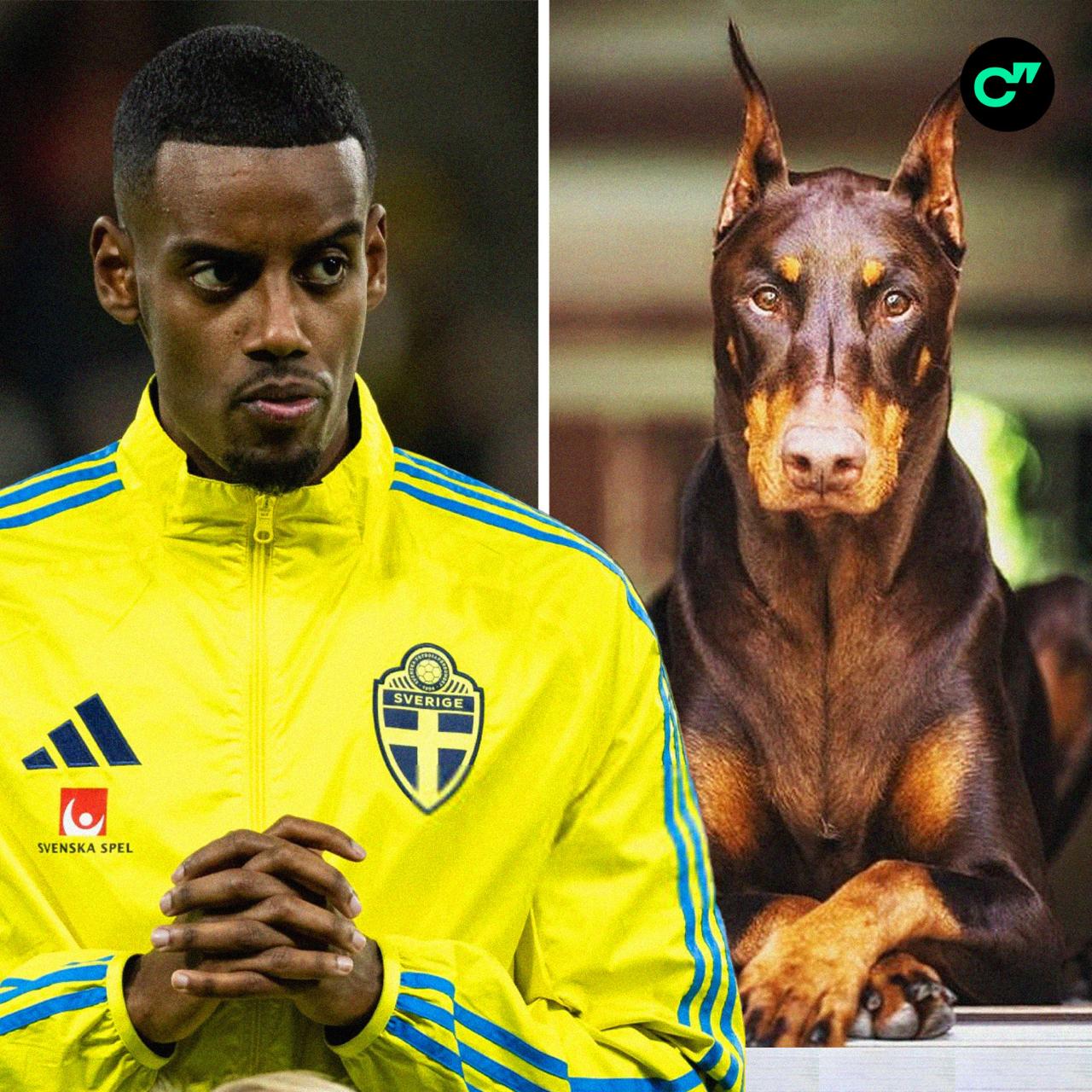 Александер Исак купил сторожевого добермана за 30 тысяч фунтов форварду Ливерпуля угрожали расправой после игр Швеции The Sun Сборная набрала 2 очка в отборе на ЧМ дважды проиграв Косово и Швейцарии Исак забил 0 голов в 6 матчах   Статистика форварда в приложении ГОЛ