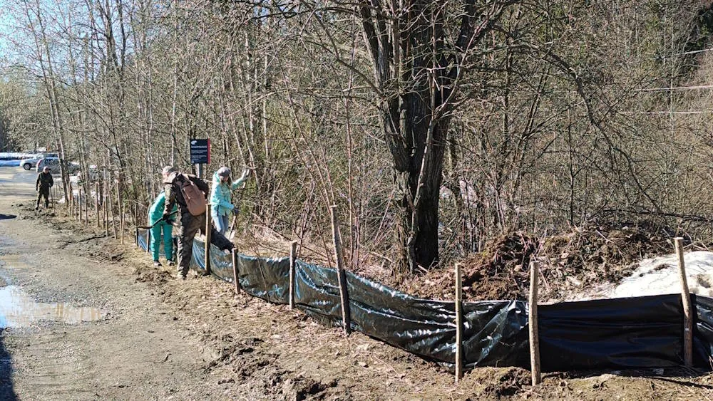 В Перми экологи совместно с волонтерами установили ловушки для мигрирующих жаб Это невысокие заграждения из прикопанной снизу плотной плёнки с одной стороны и с другой стороны вкопанные вёдра Предполагается что они будут действовать как временные жабоуловители и смогут предотвратить гибель жаб под колёсами автомобилей в период их миграции к нерестовому водоёму Как сообщает пермское отделение Общества охраны природы ловушки будут регулярно проверять дежурные помощники Попадающих в них жаб они будут передавать на территорию Биомеда и выпускать ближе к пруду Ловушки для жаб установлены перед автомобильной дорогой на ООПТ Липовая гора Накануне в Перми начал работу Жабий патруль волонтеры будут помогать серым жабам преодолеть дорогу около Биомеда Каждую весну у серых жаб проходит сезон миграции Он занимает 1 2 недели В Перми их маршрут проходит около предприятия Биомед в районе Липовой горы