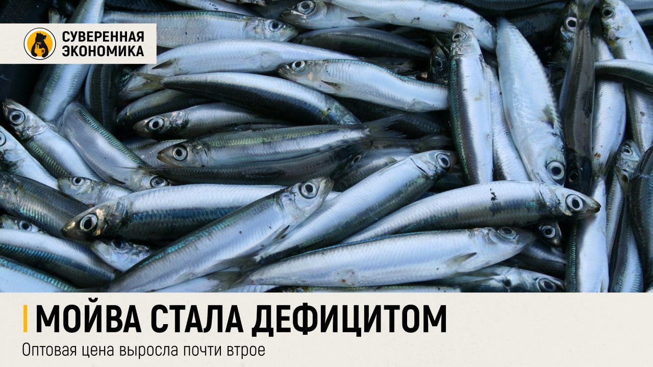 Мойва стала дефицитом: оптовая цена выросла почти втрое Оптовая стоимость атлантической мойвы в России выросла в 2,9 раза с начала года и достигла ₽210 за 1 кг — дороже, чем сельдь и минтай. Причина — практически полное отсутствие вылова в Баренцевом море: квоты были обнулены для сохранения нерестовых запасов. Прошлогодние исчерпаны, а импорт не покрывает дефицит. Мойва становится самой подорожавшей рыбой 2025 года. Даже промысел тихоокеанской мойвы на Дальнем Востоке не может компенсировать недостающие объемы. Дефицит сохранится до пересмотра квот осенью, а цены могут продолжить рост на фоне ограниченного предложения.
