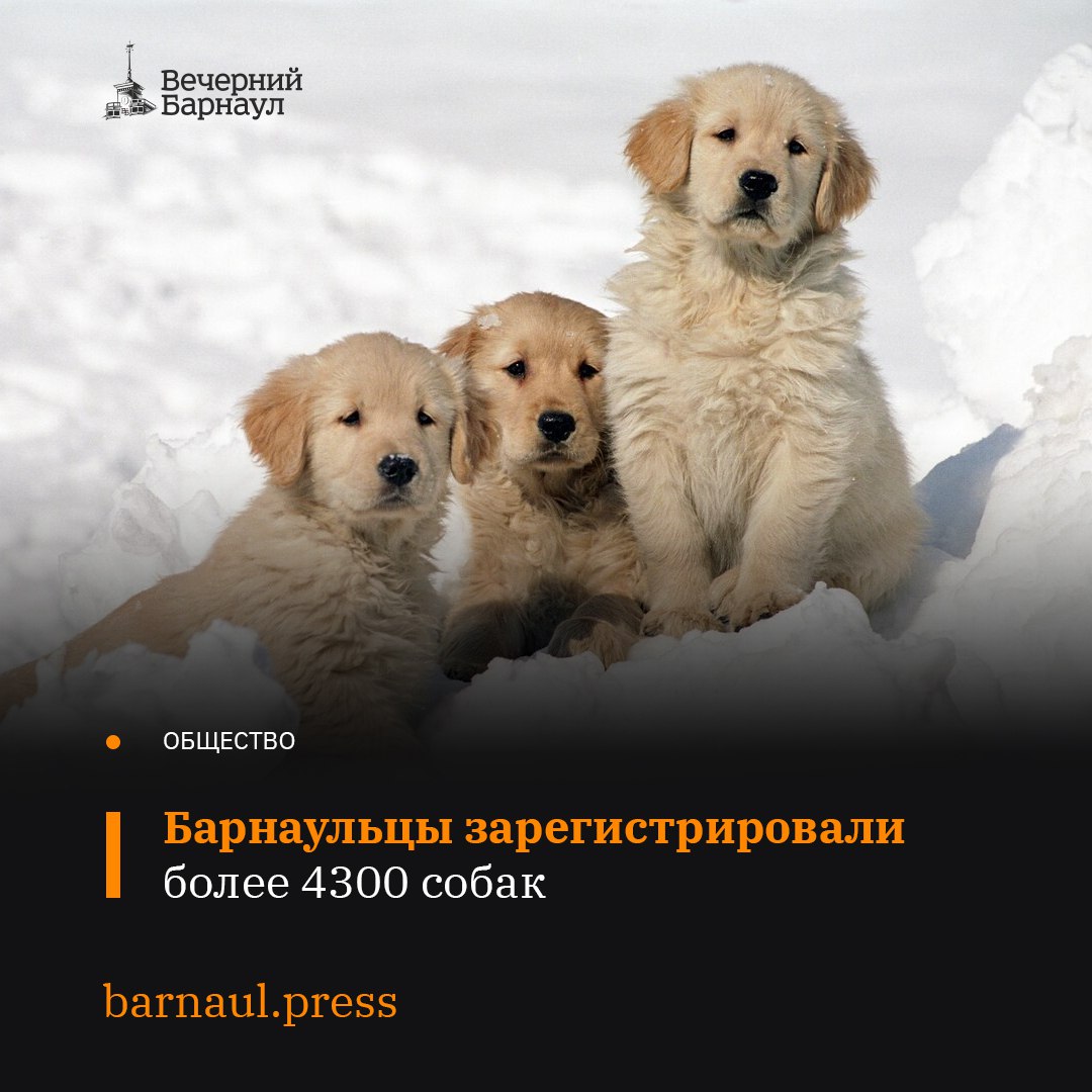 С начала 2025 года маркировка собак на территории Алтайского края стала обязательной. Для хозяев, чьи питомцы не прошли эту процедуру, с 1 июля будут предусмотрены штрафы.   На сегодняшний день жители Барнаула зарегистрировали свыше 4300 животных, из них более двух тысяч в мобильных пунктах.    Так, 1 и 2 февраля выездная регистрация собак прошла в микрорайоне Спутник. За два дня маркировали порядка 300 питомцев.   4 и 5 февраля барнаульцы смогут чипировать животных в посёлке Новомихайловка. Мобильный пункт разместится на улице Центральной, 27. Он будет работать с 9:00 до 16:00.  Отметим, что до конца февраля выездная регистрация также пройдёт в посёлках Пригородном, Лесном и в селе Власиха.