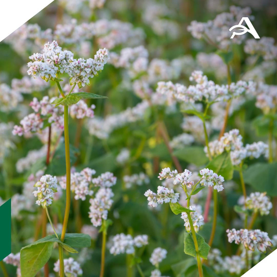 Россия побила исторический рекорд по экспорту гречихи За 11 месяцев текущего года РФ поставила за границу почти 250 тыс тонн этого продукта на сумму более 64 млн долларов что на 15 больше в физическом выражении уровня прошлого года сообщается в материалах федерального центра Агроэскпорт Можно констатировать что исторический рекорд побит ранее максимум в экспорте российской гречихи в весе фиксировался в 2024 году 235 тыс тонн говорится в сообщении В топ стран импортеров в физическом выражении вошли Китай около 238 тыс тонн Япония около 4 тыс тонн Польша около 3 тыс тонн За 10 лет экспорт российской гречихи вырос в 6 2 раза в натуральном выражении уточняется в материалах аналитиков agroexpert Наши каналы