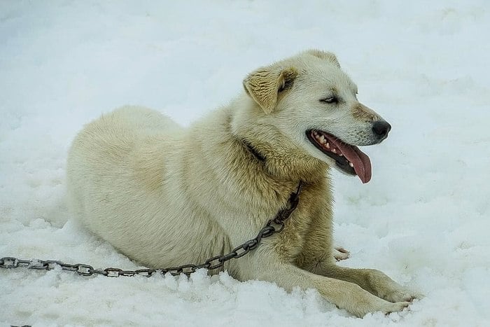 На Урале суд вынес приговор владелице собаки, искусавшей в питомнике голову ребенку  В Полевском городской суд огласил приговор по уголовному делу о травмировании девочки в результате нападения на неё собаки на территории питомника. Об этом сообщает СУ СК России по Свердловской области.