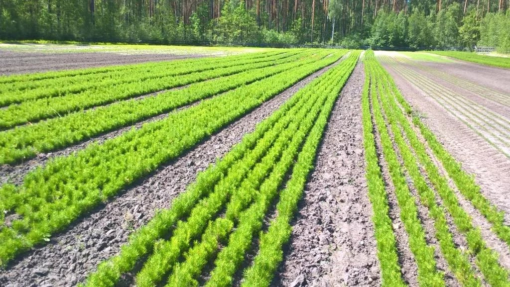 В Узбекистане создается новое Агентство по лесоразведению и увеличению зеленых зон, борьбе с опустыниванием Оно займется реализацией проекта "Яшил макон", развитием питомников и борьбой с опустыниванием. С 1 октября 2025 года через онлайн-платформу "Яшил макон" можно будет выбрать участки для посадки деревьев, узнать о поливе и подходящих породах. Также в открытом доступе появится информация о вырубке деревьев, нарушителях и компенсационной посадке. В "зеленых техникумах" и вузе Green University обучение будет проходить по дуальной системе. В регионах откроются дендросады для практики студентов, а также короткие курсы по озеленению и экологии.