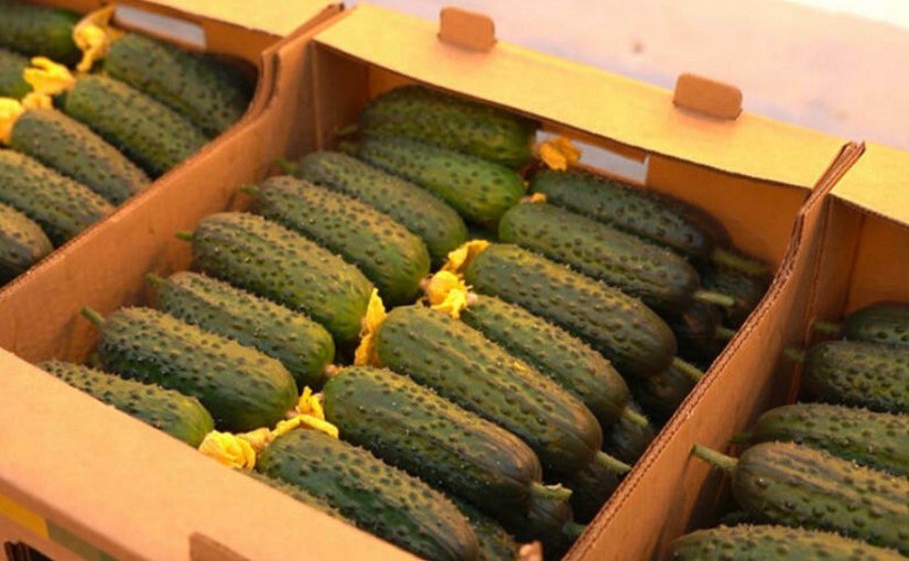 В камчатских овощах оказались нитраты Нарушения есть и в других регионах Дальнего Востока Россельхознадзор выявил более 20 нарушений при производстве сельхозпродукции в нескольких регионах ДФО включая Камчатку Подробности по ссылке kamtime ru article 57110137 936f 4bb7 bcd7 1b5b216f67d0