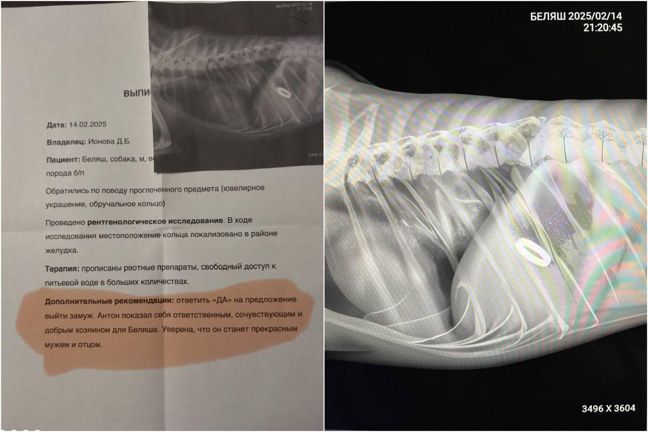 Беляш съел кольцо для предложения девушке  В Челябинске хозяин отвёз собаку в ветклинику, где из питомца достали украшение. Также по просьбе парня ветеринары написали для его девушки «специальную рекомендацию» — ответить «да» на предложение выйти замуж.   Регнум