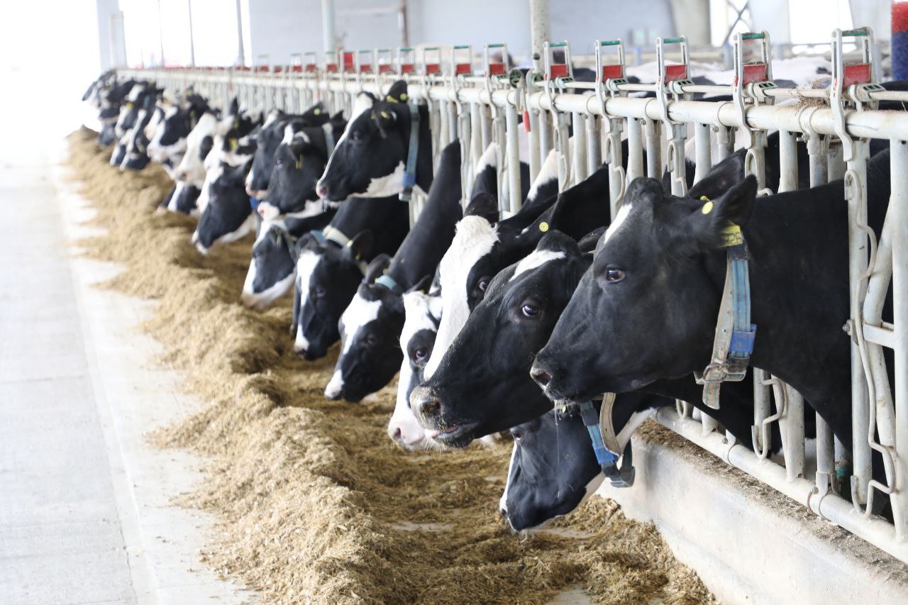 Вениамин Кондратьев С 2026 года увеличим субсидию на поддержку молочного животноводства Вопрос на Прямую линию губернатора поступил от фермера из Крыловского района Он сообщил что в условиях падения цен на молоко содержать КРС и заниматься производством стало невыгодно Краснодарский край занимает первое место в России по производству питьевого молока и второе по сырому И мы должны сохранить лидирующие позиции От этого зависит экономика региона и финансовое благополучие аграриев Сейчас за счет бюджета мы субсидируем молочное животноводство На следующий год для пострадавших от засухи муниципалитетов предусмотрели за каждый произведенный килограмм молока не 4 рубля а 6 рублей Крыловской район как раз попадает в этот перечень сказал Вениамин Кондратьев Читайте нас в MAX