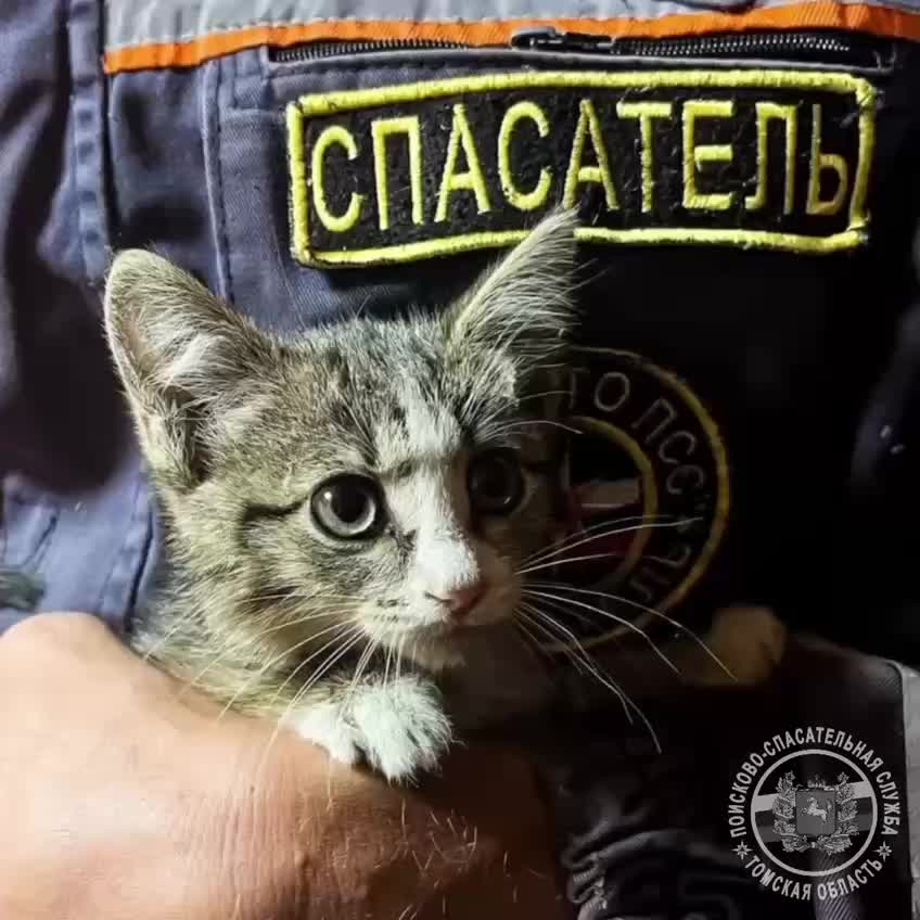 Спасенный котенок ищет новый дом после двух приключений под капотом