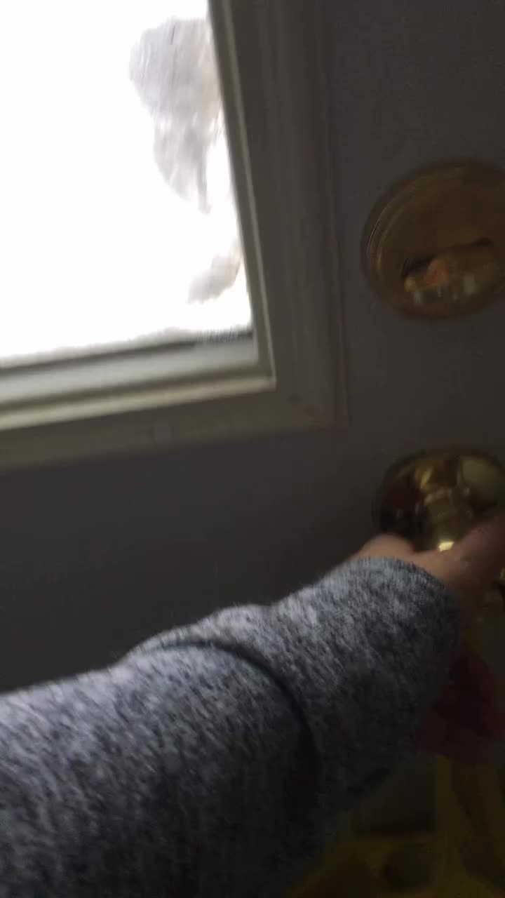 Собака из Алтайского края радует жителей своим позитивом