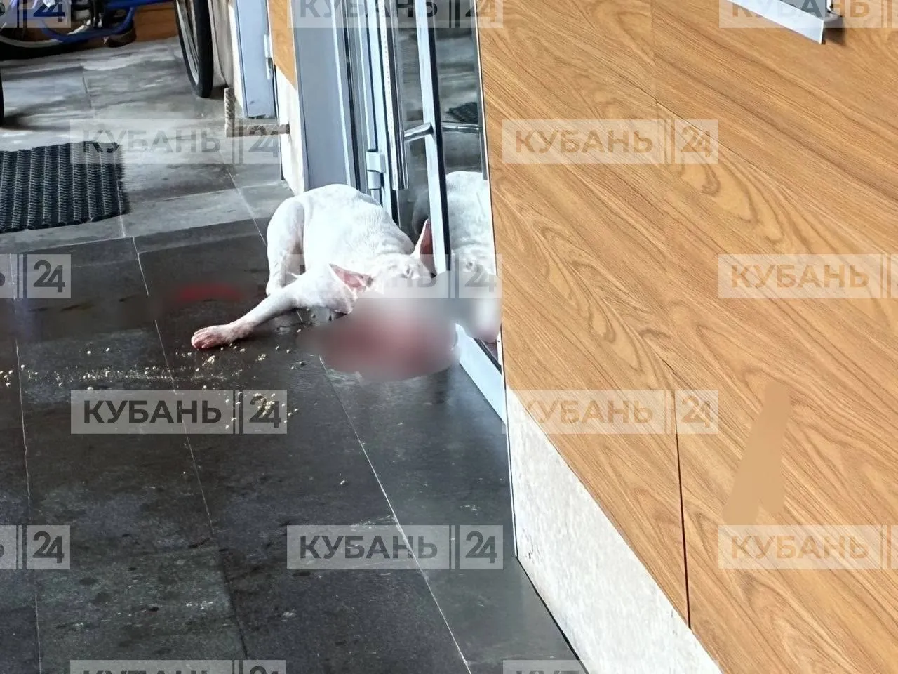 Агрессивная собака напала на людей в Сочи ее застрелили В полицию позвонил местный житель и рассказал что пес бойцовской породы покусал мужчину в доме на улице Старошоссейной Выяснилось что хозяин оставил бультерьера дома одного и попросил знакомого за ним присматривать Когда сочинец пришел кормить питомца тот набросился на мужчину укусил и выбежал из квартиры На место приехали правоохранители они нашли животное Собака не реагировала на команды и покусала за ноги и руки сотрудников Один из полицейских применил табельное оружие сообщили в ГУ МВД России по Краснодарскому краю Кубань 24 в MAX