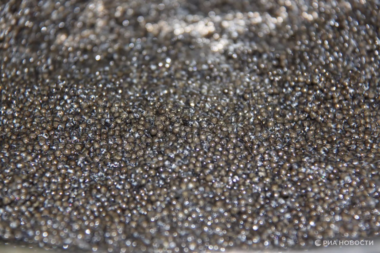 Россия в прошлом году экспортировала черной икры более чем на 3 8 млн поделились предварительными данными с РИА Новости в Агроэкспорте При этом крупнейшими покупателями стали Казахстан 27 Белоруссия 15 и Армения 8 Подписаться на РИА Новости экономика Все наши каналы