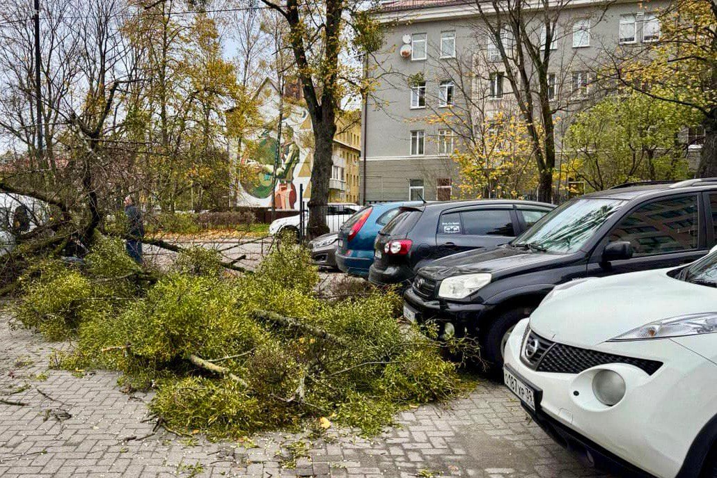 В Калининграде ввели режим повышенной готовности из-за урагана «Мартина».  С 18:00 все структуры городской администрации переходят на усиленный режим работы. «Руководители и специалисты „Гидротехника”, „Чистоты”, „Управления по делам ГО и ЧС” попадут домой только ночью, когда стихия утихнет и самые опасные её последствия  если возникнут  будут ликвидированы», — сообщила глава администрации Елена Дятлова.  Сильный ветер повалил в Калининграде около десяти деревьев.На улице Невского рухнувшая липа повредила четыре автомобиля, на Фрунзе — три, на Тельмана и Донского по одной. Кроме того, на улицах Фрунзе и Мишина произошло аварийное отключение электричества.     В случае ЧП на территории города звоните в ЕДДС по номеру 59-64-00, единый телефон для вызова экстренных служб — 112.  Фото из телеграм-канала Елены Дятловой