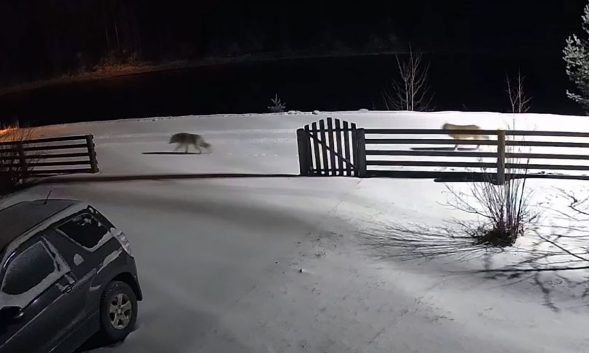 Девятикласснику официально разрешили опаздывать на уроки чтобы он не столкнулся по дороге в школу с волками Это не заголовок небезызвестного ИА Панорама а совершенно серьезная новость из Карелии Где живущий в деревне Виданы мальчик вынужден два с половиной километра идти по дороге к остановке школьного автобуса по местам в которых регулярно встречают волков Сделать так чтобы транспорт подъезжал ближе у ответственных лиц не получается Соответственно решением стал индивидуальный учебный план для ребенка пусть родители подвозят его к школе сами когда смогут все формальные позиции теперь закрыты Виданы старинное село известное еще с 15 века Как пишут коллеги до Видан из Петрозаводска всего около 20 километров Правда судя по обсуждаемой новости наверное корректно говорить не всего а целых PS Больше всего в этой истории нас поразил комментарий регионального Минприроды сообщившего что за последние несколько недель сигналов о выходах волков в деревню Виданы в ведомство не поступало Даже не хочется думать как в описанной ситуации мог бы выглядеть подобный сигнал Надеемся что речь идет просто о некорректной формулировке и что в министерстве всерьез оценивают существующие риски и принимают реальные меры к их предупреждению