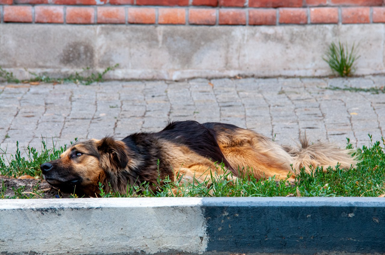 Собака бывает кусачей как и почему бродячие псы нападают на людей на улицах городов России Проблема нападения бездомных собак на людей стала общей почти для всех регионов России Ежедневно в лентах новостей появляются новости о том как стая уличных псов напала на ребенка женщину или мужчину Местами бродячие звери держат в страхе целые районы или поселки В каждом субъекте РФ при этом действует собственная система по обращению с бездомными собаками Но бывают ли они эффективными И что еще государство планирует сделать чтобы опасные звери больше не нападали на людей на городских улицах Об этом в материале ФедералПресс Подробнее