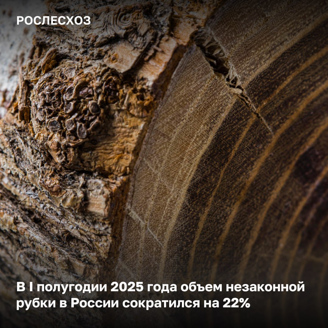 За 6 месяцев текущего года объем незаконной рубки в России составил 134,2 тыс. м3, за аналогичный период 2024 года – 173,6 тыс. м3.     О выявленных фактах незаконной рубки:  - с начала года в стране зафиксировано 3,4 тыс. фактов незаконной рубки. За аналогичный период 2024 года - 3,8 тыс; - возбуждено 1,6 тыс. уголовных дел, назначено административных штрафов на сумму 15,2 млн руб.  «Работа по выявлению незаконных вырубок в России ведется систематически. В лесном хозяйстве применяются как традиционные методы по выявлению таких нарушений, например патрулирование лесных массивов, так и современные - БАС и космоснимки. Мы отмечаем серьезную тенденцию на сокращение незаконных рубок - так если сравнивать с 1 полугодием 2019 года, то объем сократился более чем в 4 раза. Это результат многолетней работы в рамках декриминализации отрасли. Регионы увеличивают кратность патрулирования, обновляют маршруты, а также особое внимание уделяют дистанционного мониторингу, который дает возможность оперативно выявлять незаконные рубки», - подчеркнул заместитель главы Рослесхоза Александр Панфилов.    Регионы, где в I полугодии 2025 года отмечается наибольшее снижение объема незаконных рубок:  - Приморский край  снижение в 6,5 раз - с 3,6 тыс. м3 до 553 м3 ; - Республика Карелия  снижение в 5,7 раз - 4,4 тыс. м3 до 770 м3 ; - Краснодарский край  снижение в 3,9 раза -  с 4,3 тыс. м3 до 1,1 тыс. м3 .
