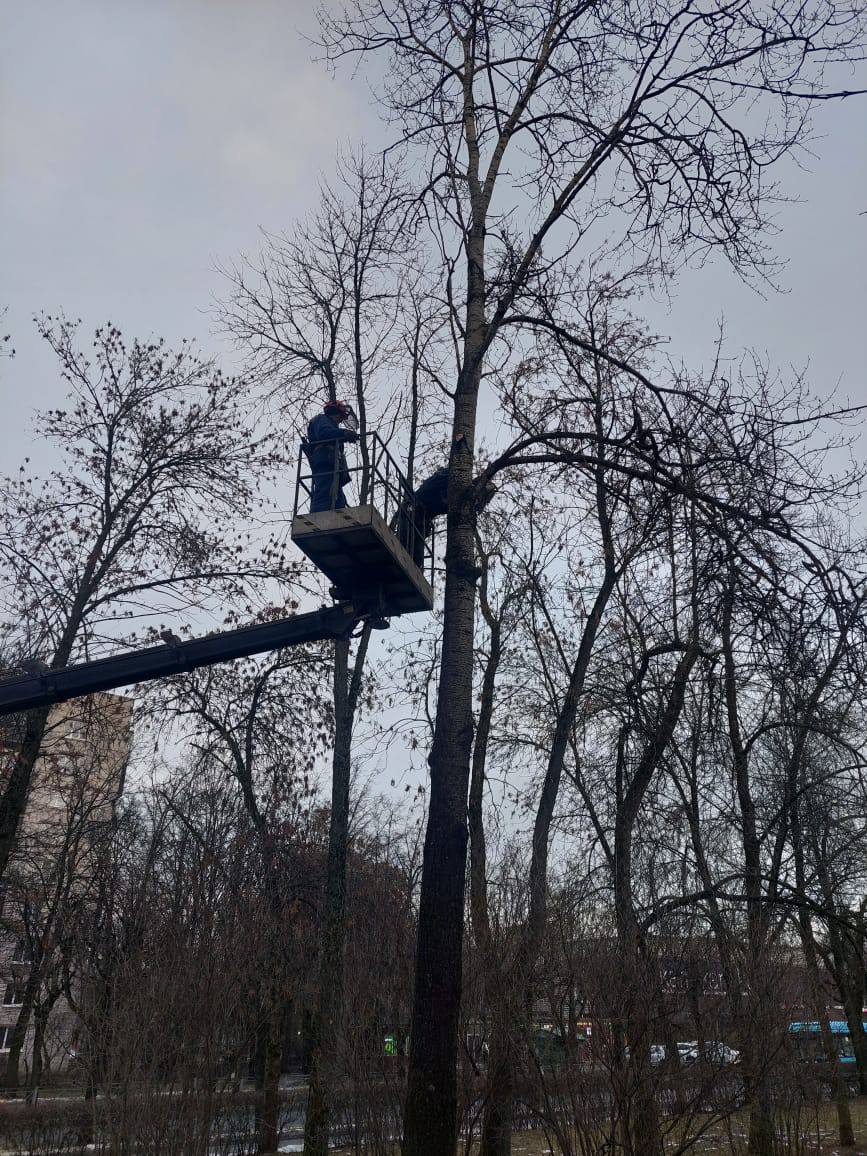 Работы по обрезке веток в Пушкинском районе продолжаются зимой    Специалисты продолжают ухаживать за зелеными насаждениями, выполняя валку деревьев и формовочные работы.   Обрезка веток была завершена в Детском парке, парке Мариенталь, Отдельном парке и на Дворцовой улице. Также уход будет осуществляться на Кадетском бульваре.