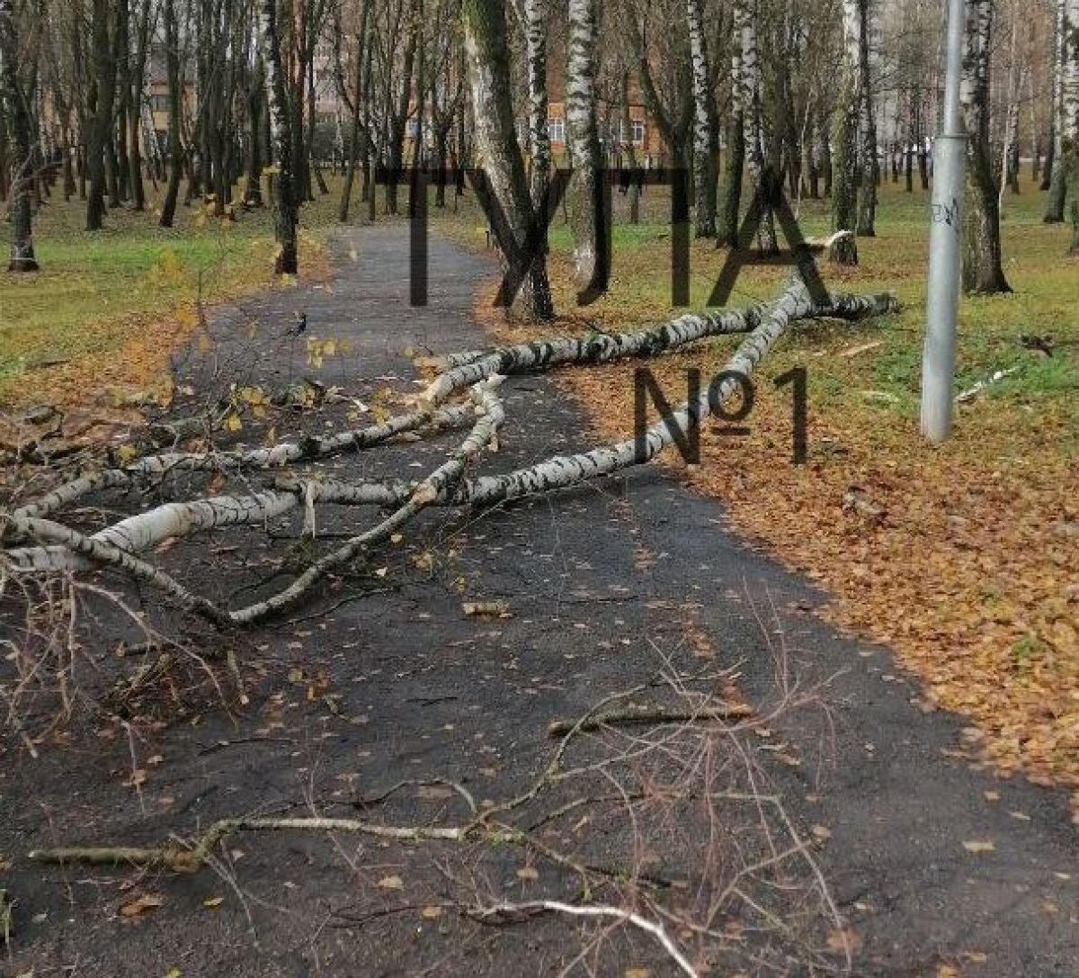 В Туле упавшее дерево оторвало  фонарные провода     Упавшее в Березовой роще дерево оборвало фонарные провода. Об этом сообщает паблик «Тула. Пролетарский район».  ↗  Прислать новость   Подписаться