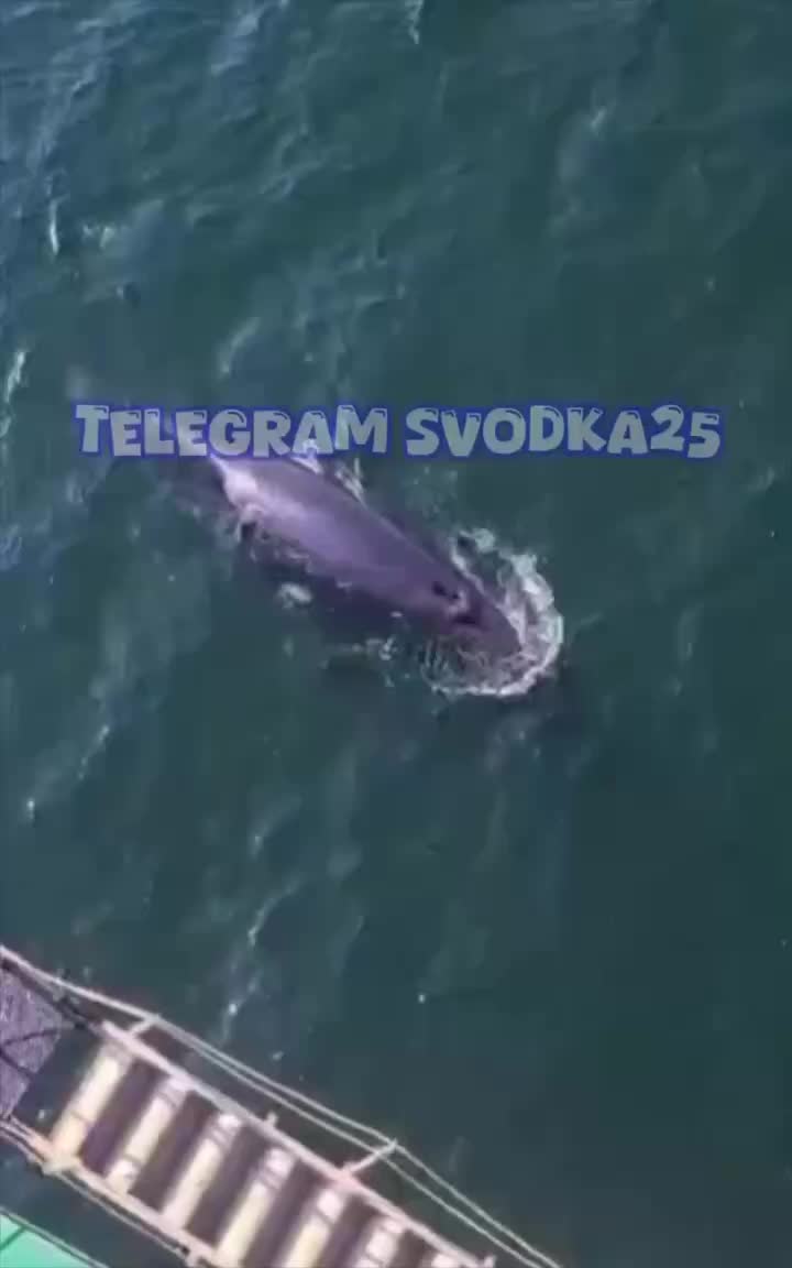 Кит удивил моряков во Владивостоке