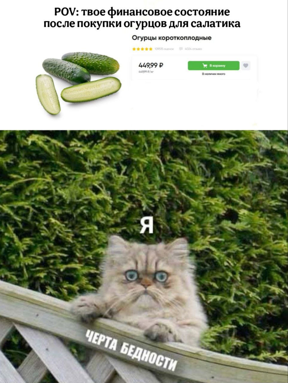 Огурцы теперь деликатес стоят почти как креветки в местных магазинах за килограмм просят до 500 рублей На некоторых торговых точках овощ продают за 360 рублей В гипермаркетах за экзотику придётся заплатить больше примерно 220 рублей за полкило А в некоторых магазинах за упаковку из трех четырех огурчиков просят 400 рублей Эксперты связывают такое подорожание с сезонностью сейчас на прилавках тепличные плоды В крупных магазинах стоимость меньше так как закупают их в больших объёмах Подписаться   Дать буст