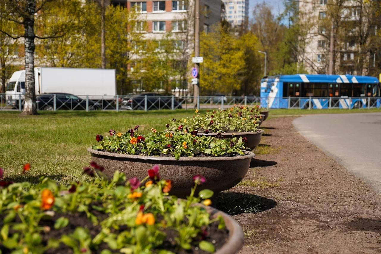 Евгений Разумишкин принял участие в весеннем благоустройстве Московского района перед 9 Мая Петербург активно готовится к 9 Мая. Вице-губернатор Евгений Разумишкин вместе с главой Московского района Владимиром Ушаковым и другими коллегами из садово-паркового предприятия «Южное» высадили тысячу виол в вазоны на Варшавской улице. Разумишкин также посетил сквер на проспекте Космонавтов, 106, где в рамках федерального проекта «Формирование комфортной городской среды» будет проведено благоустройство. Здесь появятся прогулочные зоны, скамейки, перголы и укладка плитки. Также высажено более 50 деревьев и кустарников. Кроме того, к 6 мая памятник «Боец» на Московском шоссе, 13, будет полностью обновлён с помощью строительной компании «Сетл Сити». Фото: Раzумишкин Вечерний Санкт-Петербург