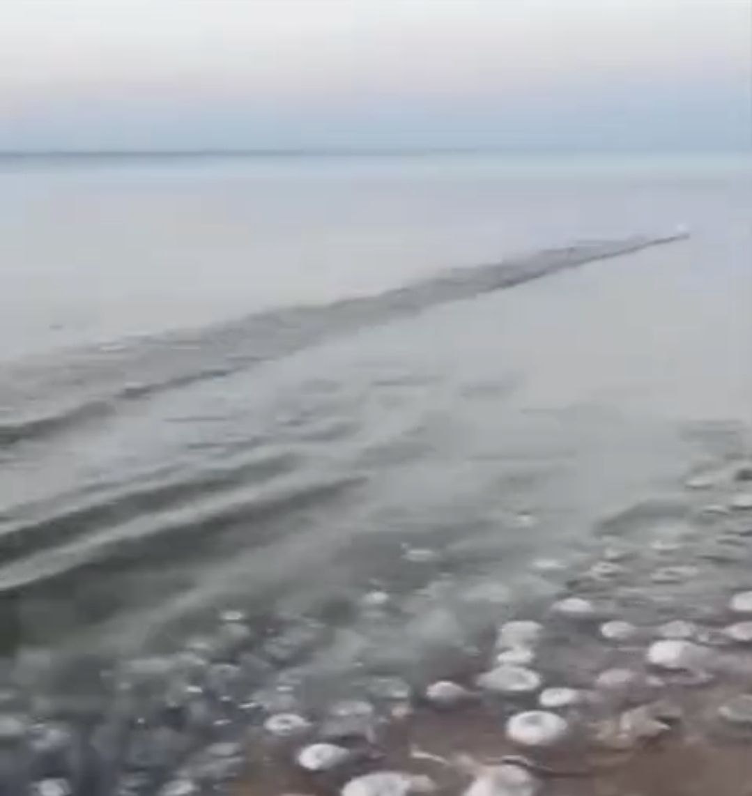 В Темрюкском районе на побережье Азовского моря образовались "кисельные" берега — они полностью покрыты медузами  Речь идёт о пляжах в посёлке Пересыпь.   Югополис   Прислать фото или видео   ‍  Читайте нас на сайте ЮГОПОЛИС