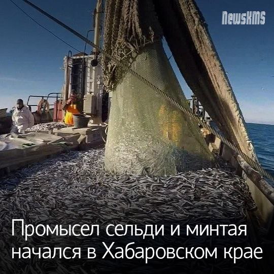 В Охотском море началась путина сезона «А». В её ходе будет добыта большая часть минтая — не менее 80% от общего улова за год.  В абсолютном выражении охотоморская рыбная страда первого периода должна принести около 800 тысяч тонн минтая. В северной части Охотского моря планируется добыть 150 тысяч тонн сельди. Рыболовный флот, участвующий в путине насчитывает не менее сотни судов Это и крупные и среднетоннажные плавсредства.  В наступившем году в Охотоморье разрешено выловить более миллиона тонн минтая, а сельди — 310 тысяч тонн.  Активная фаза промысла продлится до середины апреля.