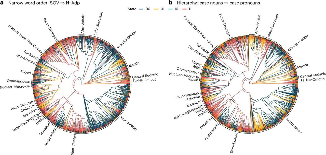 Анализ 2430 языков показал сходства и различия их правил грамматики   naked science ru article psy universalii