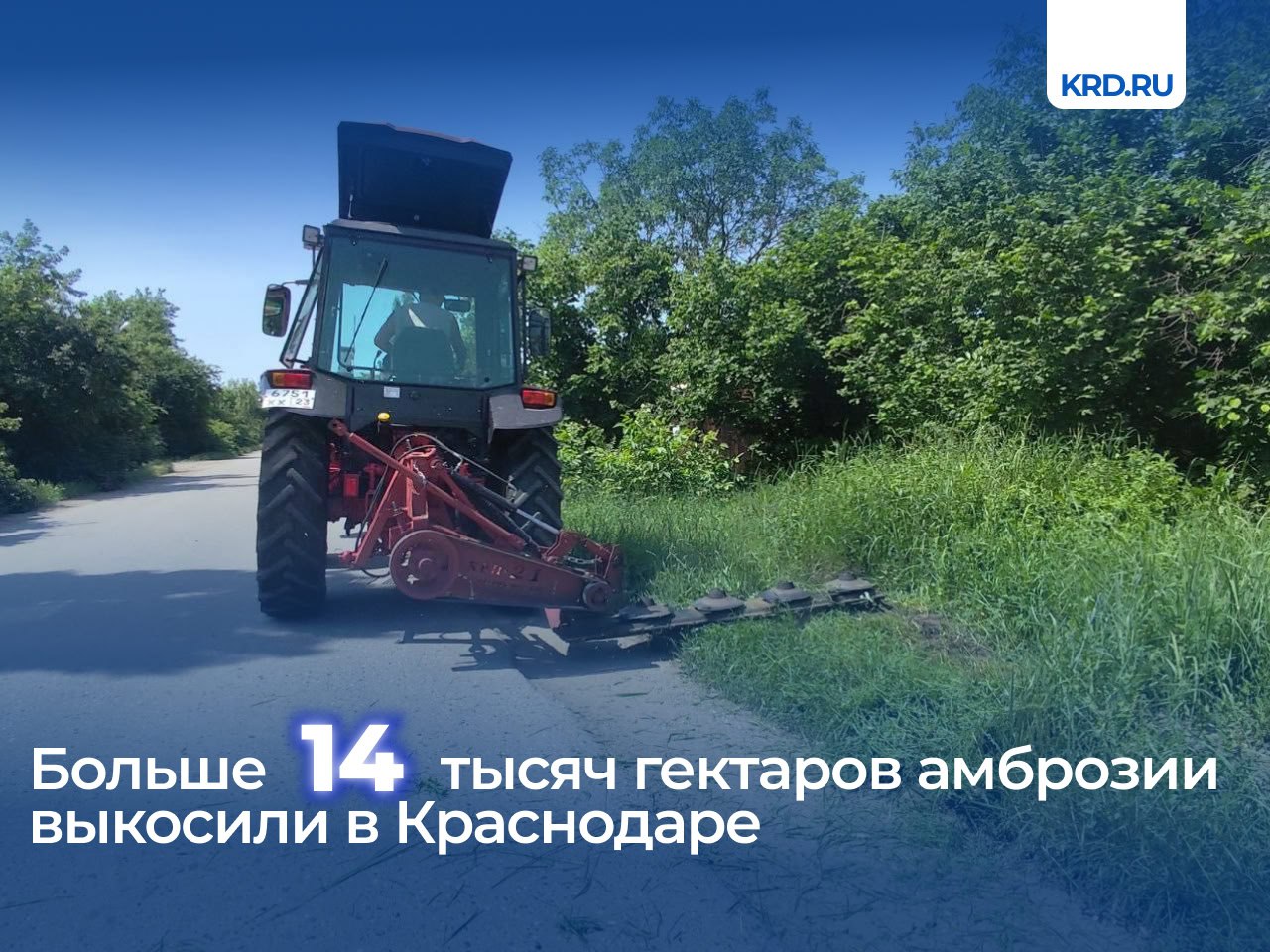 Больше 14 тысяч гектаров амброзии выкосили в Краснодаре   В краевой столице продолжается борьба с амброзией. Особое внимание уничтожению сорняка специалисты уделяют в частном секторе, на участках, выделенных под строительство, пустырях, территориях, прилегающих к складам, магазинам, школам, больницам, детским дошкольным учреждениям и другим общественным местам.     Отправить заявку на покос сорной травы можно в чат-бот МЦУ. Необходимо указать адрес и дату, а также прикрепить фотографии сорняка. Также сообщить о местах его произрастания можно в ЕДДС по номеру горячей линии 8 861  214-33-36 или по телефону 050.   Читайте нас:    Телеграм     ВК     Дзен
