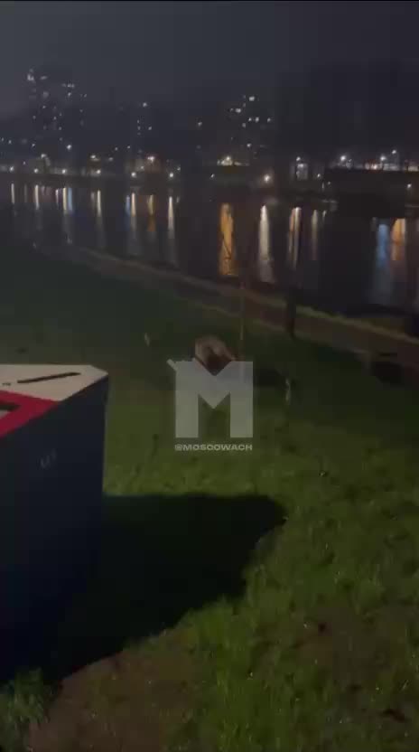 Брачный период лис в Москве: активность и поведение животных