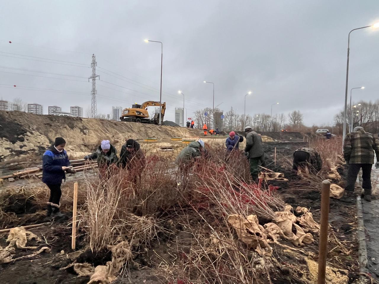 Около моста на Минаева ведутся работы по благоустройству Сегодня бригада Городского центра посадила здесь 300 кустарников барбариса Всего с момента открытия моста специалисты высадили в районе в районе транспортной развязки почти тысячу краснолистных кустарников и 22 ивы