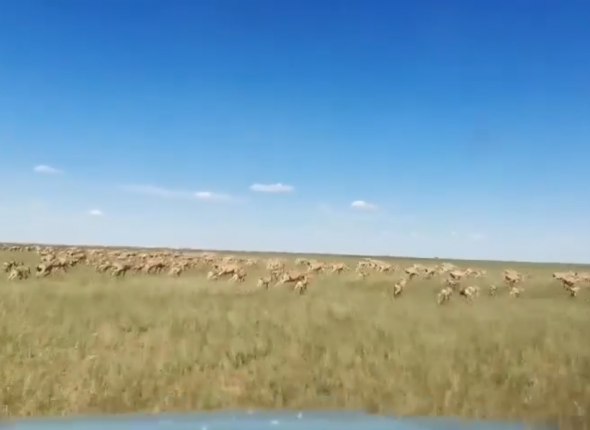 Сайгаки массово "атакуют" один из российских регионов Животные мигрируют из Казахстана Читать подробнее на сайте...