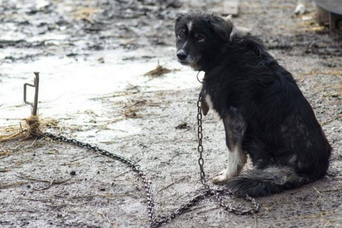 Семь голодных замерзающих собак на цепях содержит на своем участке амурчанин Соседи мужчины говорят что сам владелец работает в городе и приезжает лишь изредка а четвероногих охранников кормит кто то из односельчан Но не регулярно Сами же соседи опасаются подходить к животным Все животные сидят на цепях под открытым небом не имея даже подстилок Без еды и воды Заведено административное дело Владельцу собак предстоит заплатить штраф в размере 5000 рублей и устранить выявленные нарушения Если этого сделано не будет мужчину ждет повторный штраф до 15 тысяч рублей ampravda