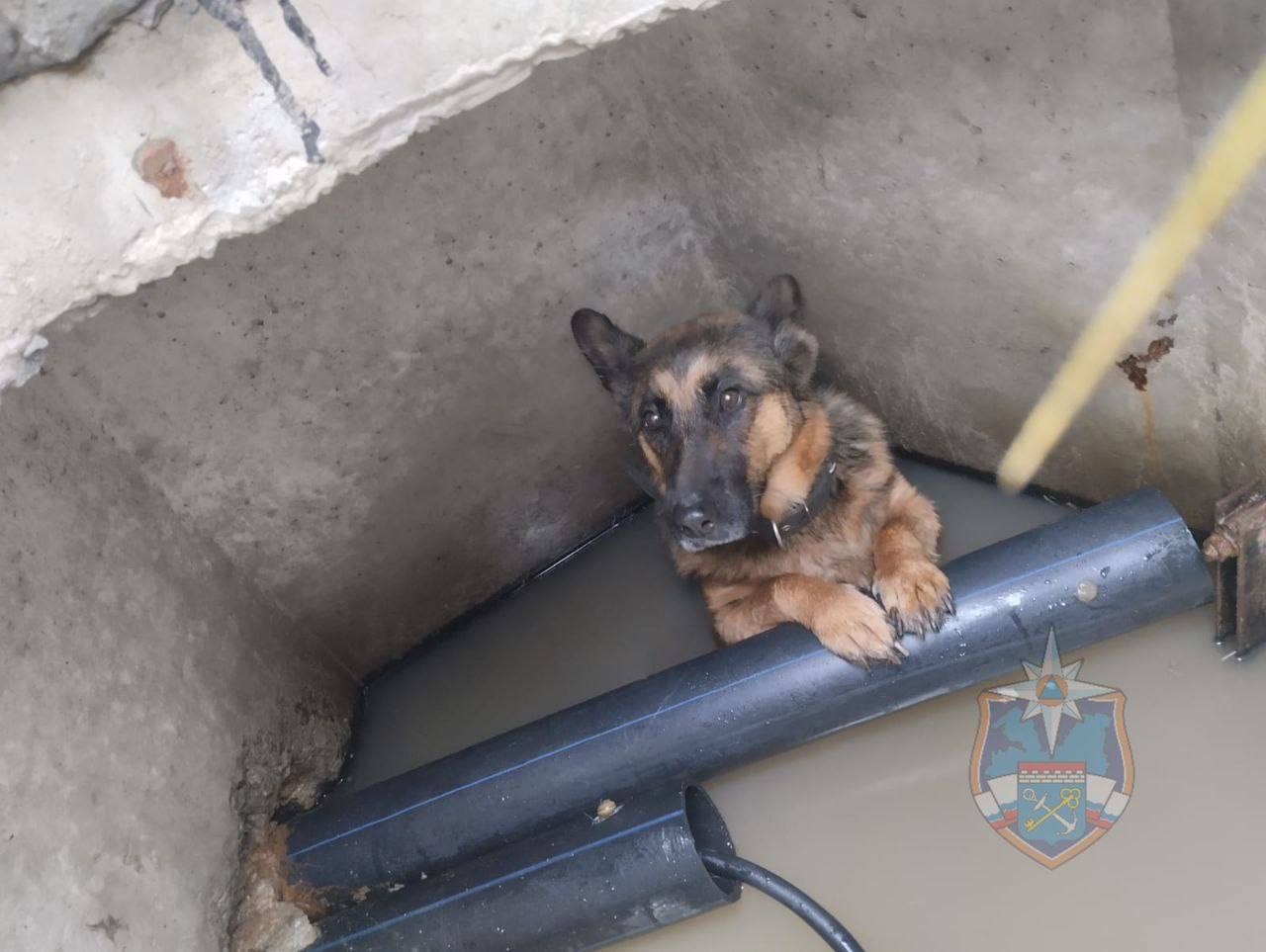 Милота дня собачку застрявшую в люке вытащили спасатели в Тосненском районе Животное передали хозяину а колодец огородили Эй Питер