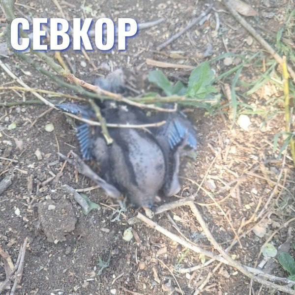 Массовая гибель птиц в парке Феодосии: коммунальщики «обрезали» деревья вместе с гнёздами В Комсомольском парке Феодосии после обрезки деревьев жители обнаружили десятки мёртвых птенцов и около десятка взрослых птиц. По словам очевидцев, на каждом дереве было до 10–12 гнёзд, и погибших может быть намного больше. Люди требуют остановить работы и называют случившееся «экологическим преступлением». Обрезку проводило МБУ «Городское благоустройство». Там утверждают, что всё выполнялось по закону и с согласованием комиссии. Директор предприятия заявила: при спиле деревьев наличие гнёзд не учитывается, ведь «в приоритете — жизнь людей и детей». При этом выездной мастер якобы не обнаружил мёртвых птиц. Горожане уверены: трагедии можно было избежать, если бы с обрезкой подождали хотя бы месяц — птенцы бы покинули гнёзда Читайте Севкор