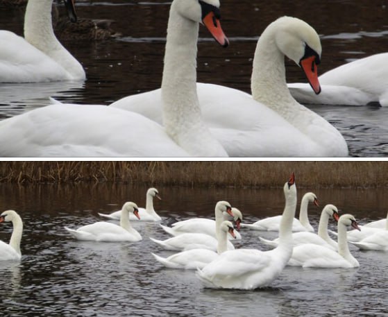 На реке Леденьге у Лужинского моста в селе имени Бабушкина в конце октября отдыхала стая из 17 редких для региона лебедей шипунов восстанавливающих силы после долгого перелёта Эти птицы встречаются в Вологодской области значительно реже чем лебеди кликуны Лебедь шипун издает в полёте характерные громкие шипящие звуки от взмаха крыльев