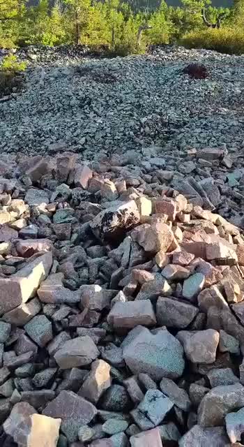 Редкая встреча с горностаем в Амурской области