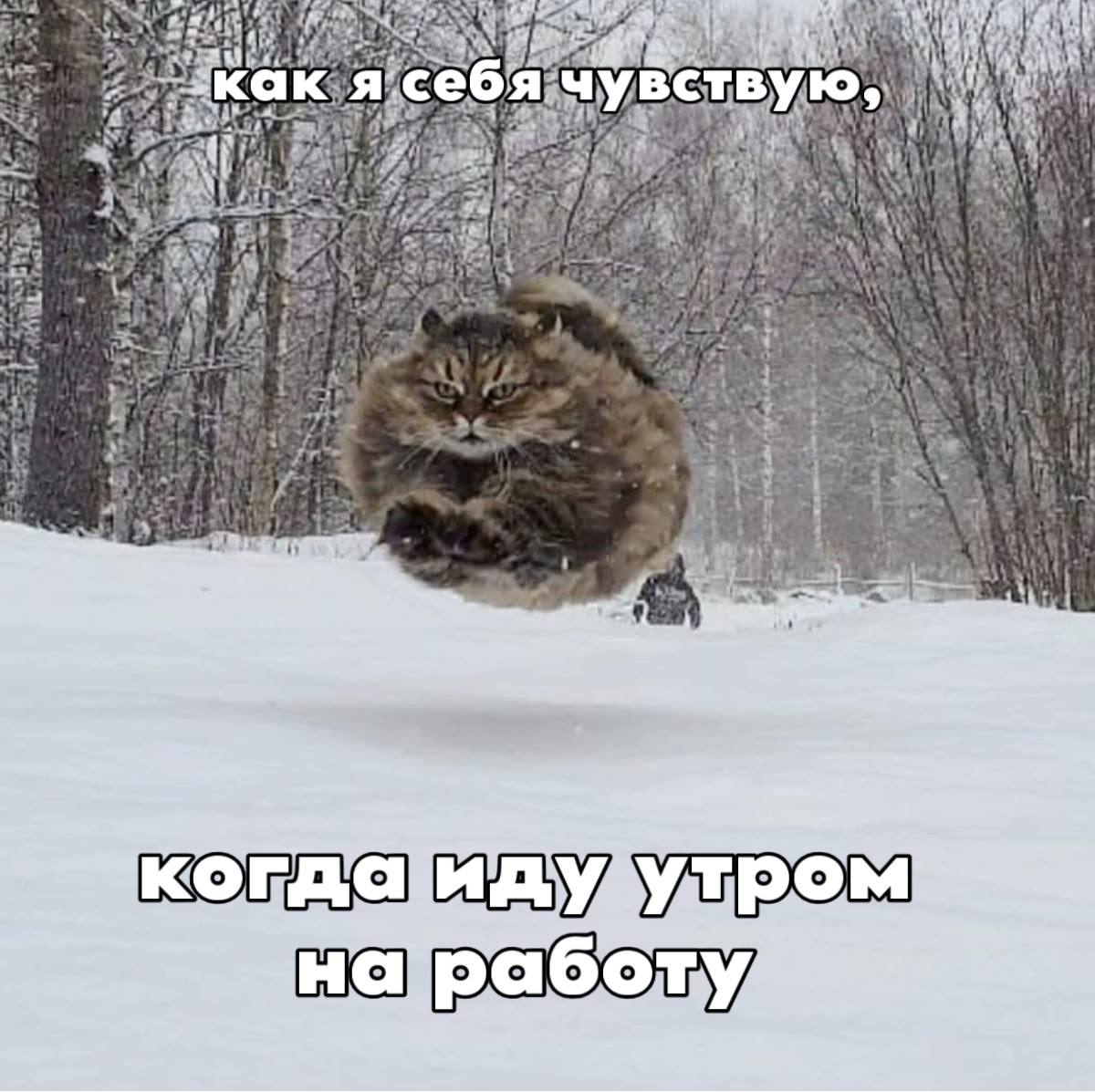 Отрицательная температурная аномалия продолжится в Петербурге и сегодня пишет синоптик Михаил Леус С начала января не было ни одного дня когда температура бы приблизилась к норме Сегодня ждем 7 9 в Ленобласти 7 12 местами слабый снег Telegram Все каналы Фонтанки Max