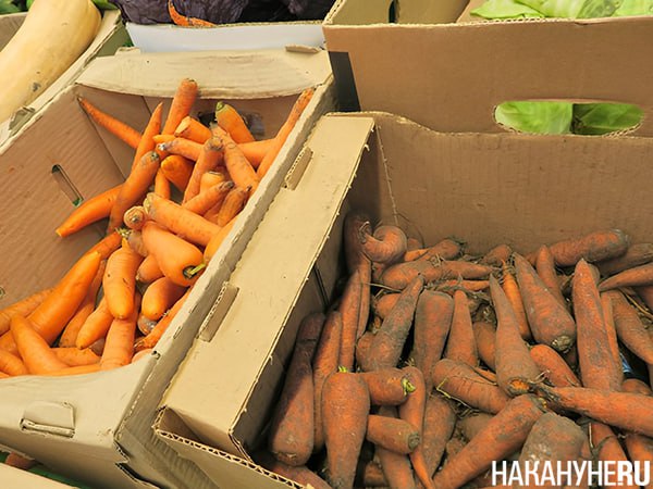 Морковь и свекла рекордно подорожали с начала года С начала текущего года морковь и свекла рекордно подорожали, по сравнению с другими овощами. По данным Росстата, их стоимость увеличилась до 62,6% и 62,4% соответственно. Цена на картофель, который до этого занимал первое место, поднялась на 48,47%. Если цены на свеклу и картофель за последнюю неделю показали снижение на 3,8% и 2,6% соответственно, то морковь продолжает дорожать. За неделю стоимость в среднем по стране увеличилась на 4,5%. В отдельных регионах, например, в Удмуртии, рост цен на морковь составил 14,5%, а в некоторых субъектах наблюдается дефицит. В Кемеровской области власти объясняют отсутствие моркови тем, что в регионе закончился урожай 2024 года. На нехватку также пожаловались жители Башкирии. Сложность ценовой ситуации признают крупные аграрные отраслевые объединения России.