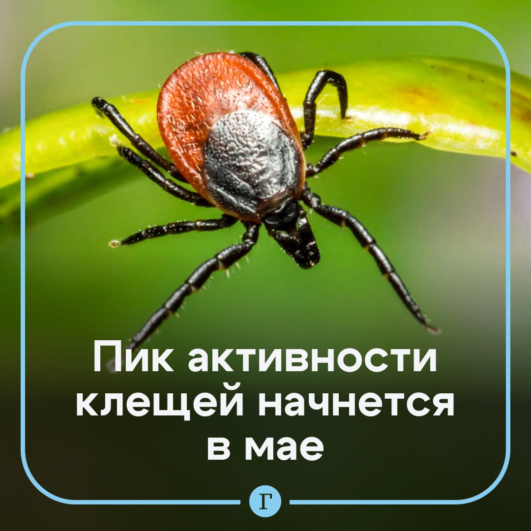 Главный пик активности клещей начнется в мае. Об этом рассказали в пресс-службе Верхневолжского государственного агробиотехнологического университета: «Активность клещей продолжается с середины апреля до середины июня. В мае самый пик. Второй пик активности осенью, в сентябре, но осенний гораздо меньше», — заявил профессор Сергей Егоров. Не стоит бояться каждого клеща, так как не все из них переносят энцефалит, уточнил эксперт. Но необходимо соблюдать меры предосторожности. Заправляем штаны в носки