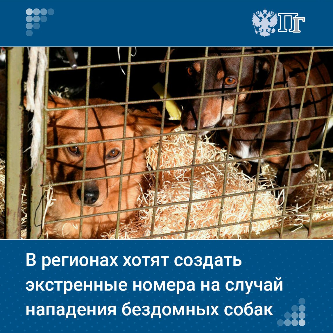 В регионах России планируют создать единые экстренные номера на случай нападения бездомных собак или появления больших угрожающих людям стай. Такой законопроект сегодня находится в разработке в Госдуме. Помимо горячего номера, в нем предусмотрят сценарии для различных ситуаций, вплоть до применения огнестрельного оружия. Подробности — в материале «Парламентской газеты» Подписаться на «Парламентскую газету»