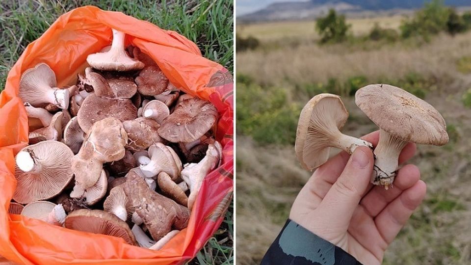 Грибники вышли на охоту где в Крыму после дождей можно набрать первых маслят и однобочек В Крыму начался сезон тихой охоты После засушливого лета и поздних сентябрьских дождей грибницы наконец проснулись и выдали первый урожай В прошлом году дожди были раньше и соответственно грибы тоже В это время уже вовсю собирали поделился эмоциями с КП Крым заядлый грибник Дмитрий из Феодосии Однобочки появились одними из первых Фото Дмитрий Назарбаев Дмитрий охотится в Старом Крыму Из за лесных пожаров в районе Орджоникидзе которые уничтожили грибницы осваивать новые места вынуждены многие грибники Но координатами мало кто делится Ни один грибник в здравом уме не будет раскрывать свои злачные места отшучиваются любители тихой охоты Ищите в районе Тепе Оба Цезарь Подробнее