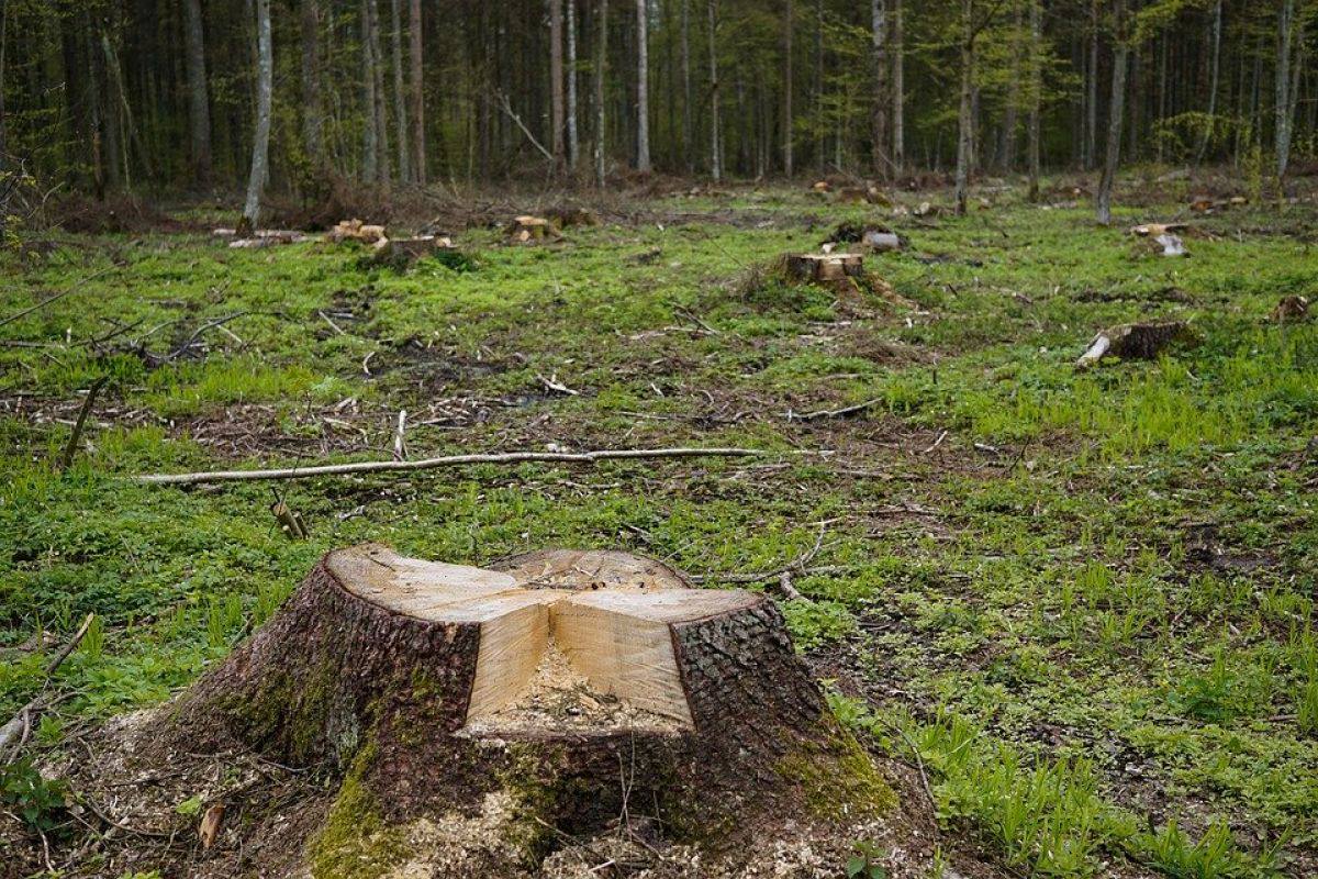 В связи с вырубкой деревьев в Новокаякенте с арендатором участка будет расторгнут договор, в отношении сотрудников лесничества назначена проверка  Председателю Правительства Республики Дагестан Абдулмуслиму Абдулмуслимову представлен доклад по ситуации с выявленным фактом вырубки деревьев в Каякентском районе.   Напомним, что при проведении проверки комиссией в составе работников Комитета по лесному хозяйству Республики Дагестан, Дербентской межрайонной природоохранной прокуратуры, представителей ОНФ по РД, в окрестностях села Новокаякент на арендуемом лесном участке обнаружена рубка с ущербом 336 757 рублей.  Собранный материал по факту рубки лесных насаждений направлен в Дербентскую межрайонную природоохранную прокуратуру для принятия мер реагирования и привлечения виновных лиц к ответственности. Для правильного расчета ущерба в отношении еще семи деревьев Комитетом направлены материалы в ФБУ «Рослесзащита» для определения состояния деревьев на момент рубки  сухостойные или сырорастущие .  В целях установления всех обстоятельств по поручению Председателя Правительства Республики Дагестан Абдулмуслима Абдулмуслимова вчера, 13 февраля, на место выезжал заместитель председателя Комитета по лесному хозяйству РД Алимурат Муртазалиев.    По итогам проведенных мероприятий Абдулмуслим Абдулмуслимов поручил Комитету по лесному хозяйству РД расторгнуть договор аренды и привлечь к ответственности арендатора. Также назначена проверка в отношении должностных лиц ГКУ РД «Каякентское лесничество» на предмет наличия халатного отношения к работе при осуществлении полномочий по охране лесов.  Решается вопрос о возбуждении уголовного дела. Вопрос находится на контроле Председателя Следственного Комитета России А.И. Бастрыкина.