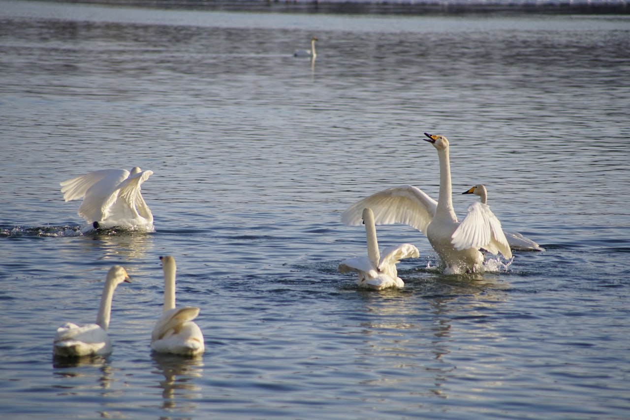 В поселок Молодежный прилетели первые лебеди разведчики основную стаю ждут после 12 ноября На воде в Молодежном замечены первые лебеди как правило это разведчики которые затем приведут на место большую стаю В этом году здесь ожидают около 400 птиц Как правило лебеди прилетают в бийский поселок примерно после 10 12 ноября В прошлом году стая обосновалась у берегов поселка с 16 ноября Для лебедей на Алтае пока слишком тепло Бийчане говорят что несколько лебедей уже два дня плавают в районе понтонного моста А в прошлом году несколько особей так и жили в полынье у лесопарковой зоны на квартале АБ Фото Елена Коржева