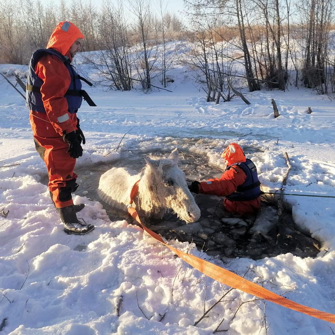 В Челябинской области спасатели вытащили лошадь из ледяной воды  На водохранилище «Попов брод» в нескольких километрах от Карталов Челябинской области под лед провалилась лошадь. Животное оказалось почти полностью в воде, только голова оставалась на поверхности. Рыбаки, заметившие беду, сразу вызвали спасателей.  – При помощи бензопил спасатели пропилили лёд и освободили дорожку к суше. В это время другая группа спасателей при помощи альпинистского снаряжения и подручных материалов изготовила носилки, — рассказали в пресс-службе ПСС Челябинской области.    Окоченевшее животное поднимали на берег 10 человек. Спасатели помогли хозяину согреть лошадь и поставить на ноги. Уже через несколько минут она начала жевать сено, а затем самостоятельно отправилась домой.