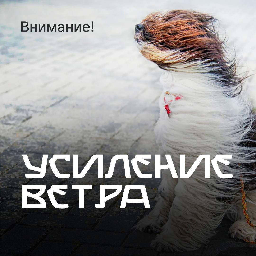 Усиление ветра! Прогноз погоды с 18:00 20 июня по 18:00 21 июня 2025 года на территории Республики Дагестан прогнозируются неблагоприятные метеорологические явления местами грозы, при грозе порывы 15-20 м/с . Рекомендации населению при усилении ветра: 1. Все окна домов необходимо плотно закрыть, убрать с балконов и лоджий предметы, которые могут выпасть наружу. 2. Важно взять под особый контроль детей и не оставлять их без присмотра. 3. На улице следует держаться по дальше от рекламных щитов, вывесок, дорожных знаков, линий электропередач. 4. Опасность могут представлять выбитые стекла, падающие из окон верхних этажей, а также элементы кровли и лепного декора, сорванные ветром. Подобная угроза возрастает вблизи строящихся или ремонтируемых зданий. 5. Нельзя находиться вблизи крупных деревьев, а также парковать рядом с ними автотранспорт – сорванные ветром сучья могут представлять большую опасность. 6. Если скорость ветра достигает критической отметки, необходимо держаться как можно дальше от окон в жилом или в рабочем помещении. В случае необходимости экстренной помощи обращаться по номеру 112.