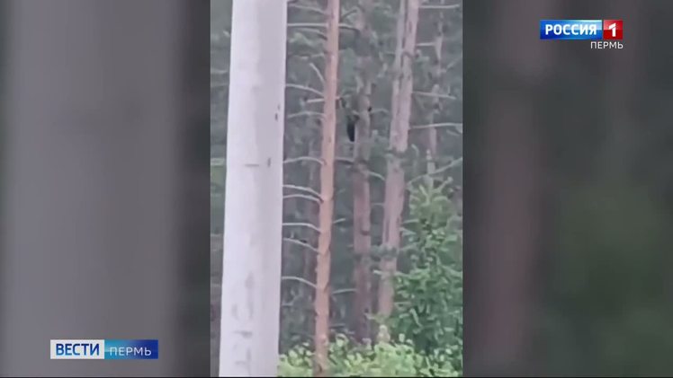 Возле д. Чертеж собака загнала медведя на дерево Неподалеку от деревни Чертеж Соликамского округа на проселочной дороге местный житель встретил медведя. На этот раз все обошлось: мишка оказался из пугливых, собака загнала зверя на дерево. В этом сезоне косолапые очень часто начали выходить к человеческому жилью. Медведя видели даже в Перми на комплексе Политеха, а в выходные хозяина тайги сняли возле деревни Мостовая, когда он переплывал Сылву.
