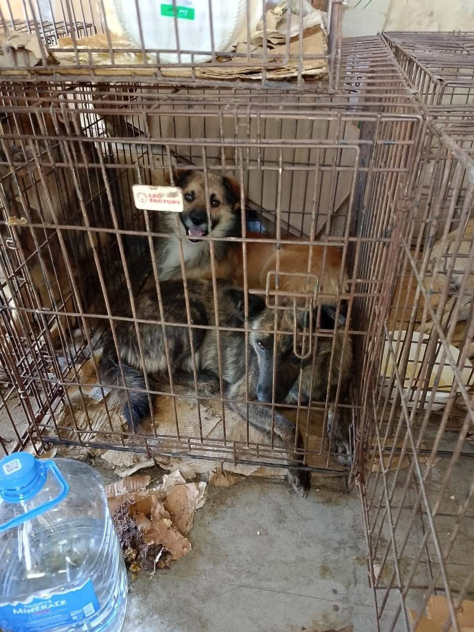 В Ейском районе завершился плановый этап отлова безнадзорных животных. Отлов был произведен в г. Ейске и в ст. Должанская. Было отловлено 17 голов собак. Мероприятия проводились в рамках программы по регулированию численности животных без владельцев. Отловленные животные направлены в приют, где им будет оказана ветеринарная помощь, проведена стерилизация, а после — выпуск в прежние места обитания или передача новым хозяевам. Напоминаем жителям о важности ответственного отношения к домашним питомцам и необходимости их стерилизации для предотвращения роста числа бездомных животных