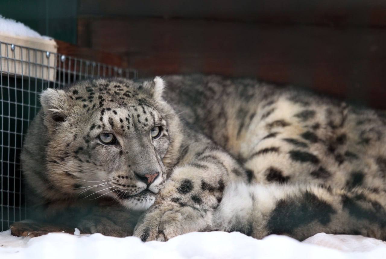 В нижегородском зоопарке Лимпопо появился новый обитатель краснокнижный снежный барс Базель Он приехал из Московского зоопарка по разрешению Росприроднадзора и под контролем специалистов ведомства Переезд прошёл спокойно и хищник уже осваивается на новом месте Снежный барс один из наиболее уязвимых видов крупных кошек Его охрана требует скоординиренной работы зоопарков научных центров и природоохранных ведомств Переезд Базеля в Нижний Новгород часть совместной программы по сохранению вида Пока Базель находится на карантине после чего его познакомят с самкой Альбой В зоопарке надеются что эта пара сможет внести вклад в программу разведения редкого хищника Подписывайтесь на Росприроднадзор в МАХ