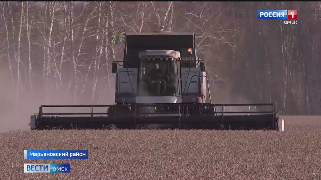 В Омской области завершается уборочная кампания несмотря на сложные погодные условия Обмолочено свыше 1 7 миллиона гектаров зерновых и зернобобовых культур Это 91 от общей площади посевов Намолочено более 3 8 миллиона тонн зерна Уборочные работы полностью завершены в Большеуковском Знаменском Седельниковском Тарском Тевризском Усть Ишимском и Называевском районах Также завершён обмолот зерновых и зернобобовых культур в Нижнеомском и Полтавском районах там продолжается уборка масличных На финальной стадии уборка в Одесском Исилькульском Москаленском и Муромцевском районах обмолочено более 98 посевных площадей Масличные культуры завершают убирать в Исилькульском Москаленском Муромцевском и Нижнеомском районах обработано более 93 6 площадей Написать в редакцию Читать Вести Омск в МАХ